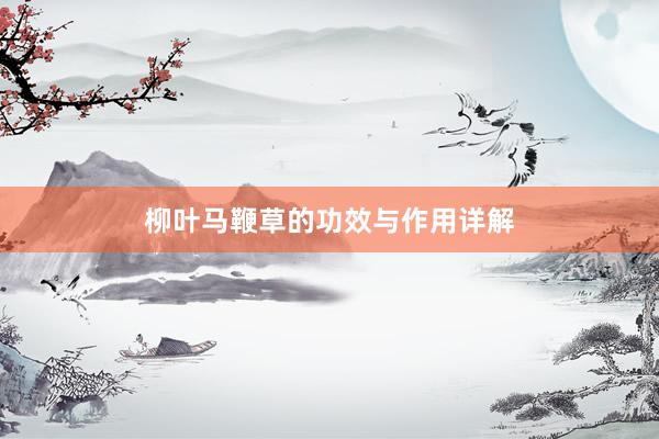 柳叶马鞭草的功效与作用详解